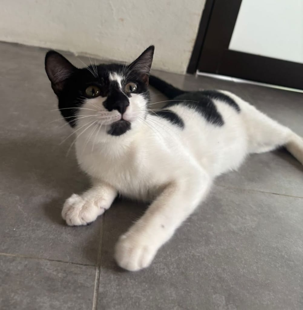 Black and white beauty