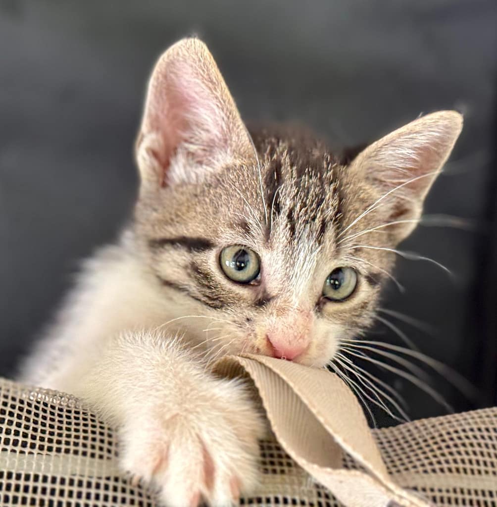 Grey tabby kitten with pink nose