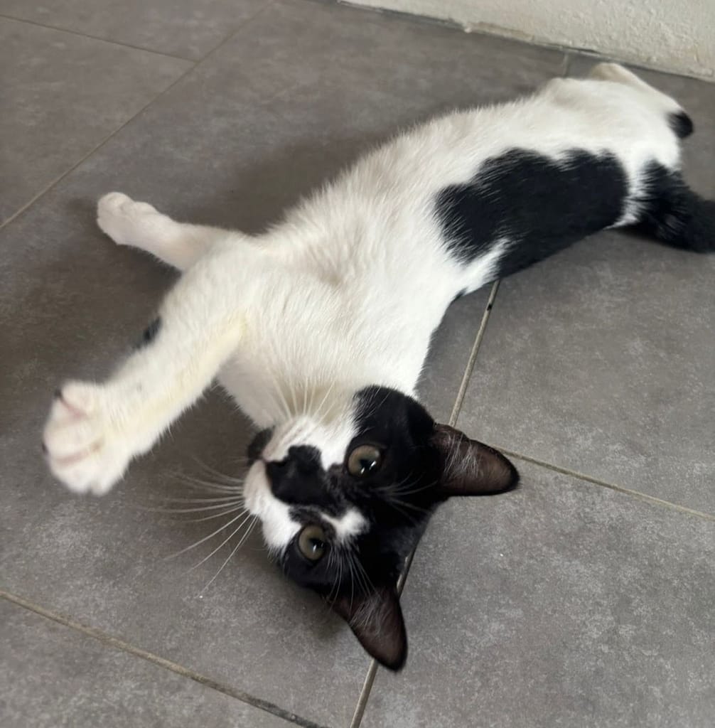 Black and white cat relaxed and playful