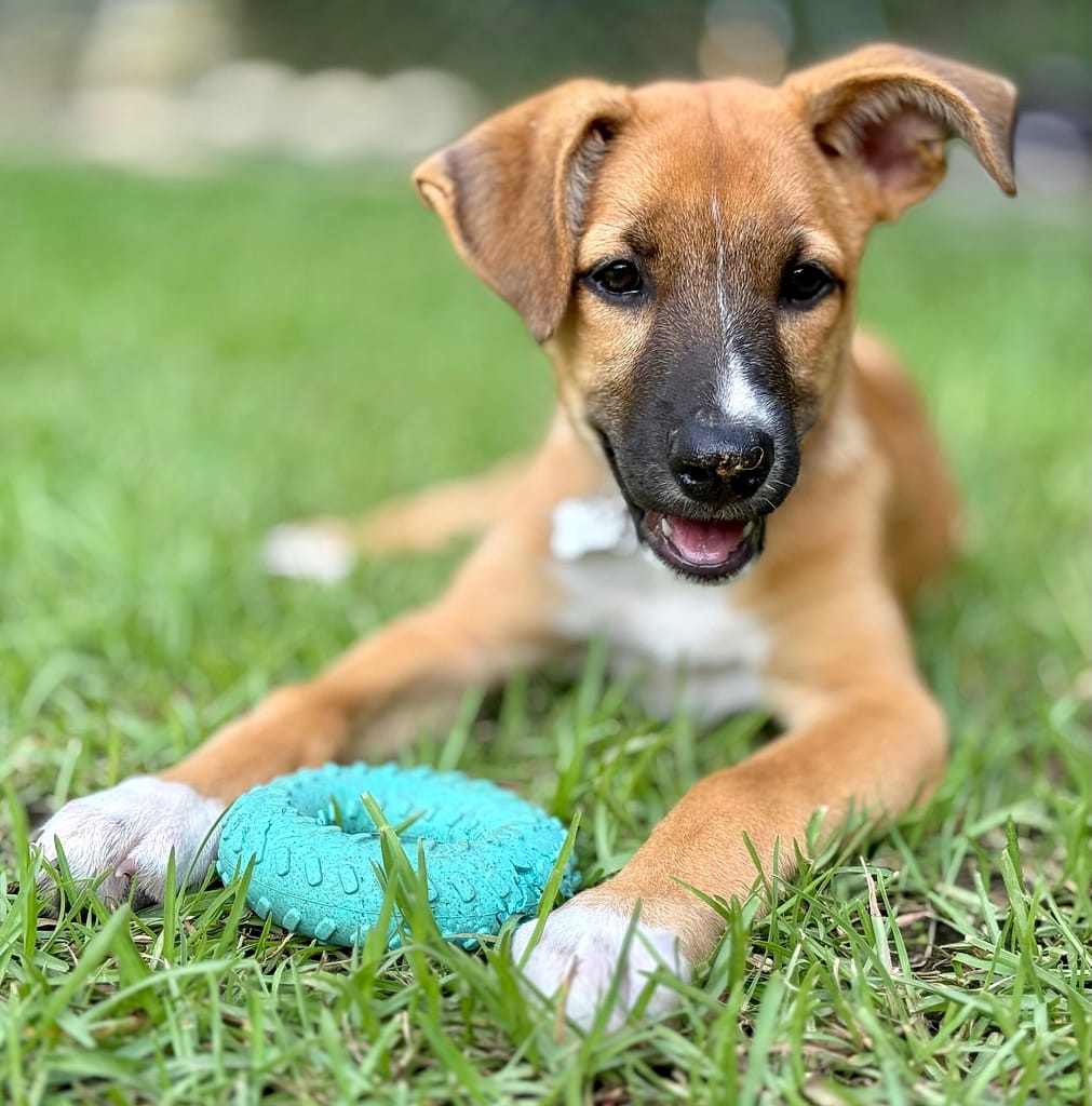 Brown dog with white chest laying in the grass with a turquoise toy