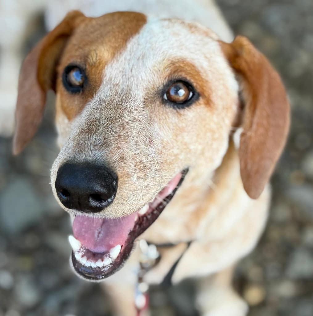 white and brindle Roxie with bright white teeth