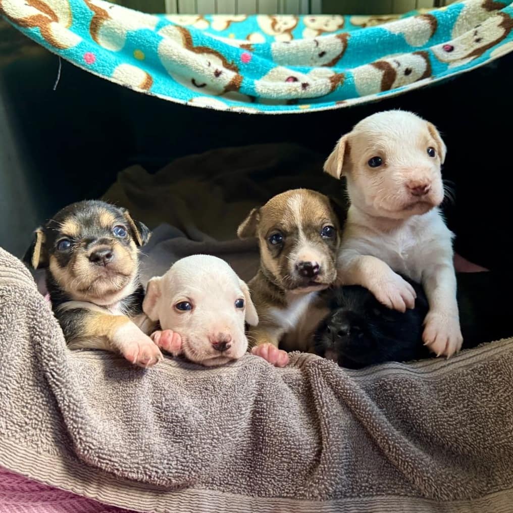 Faye's four puppies