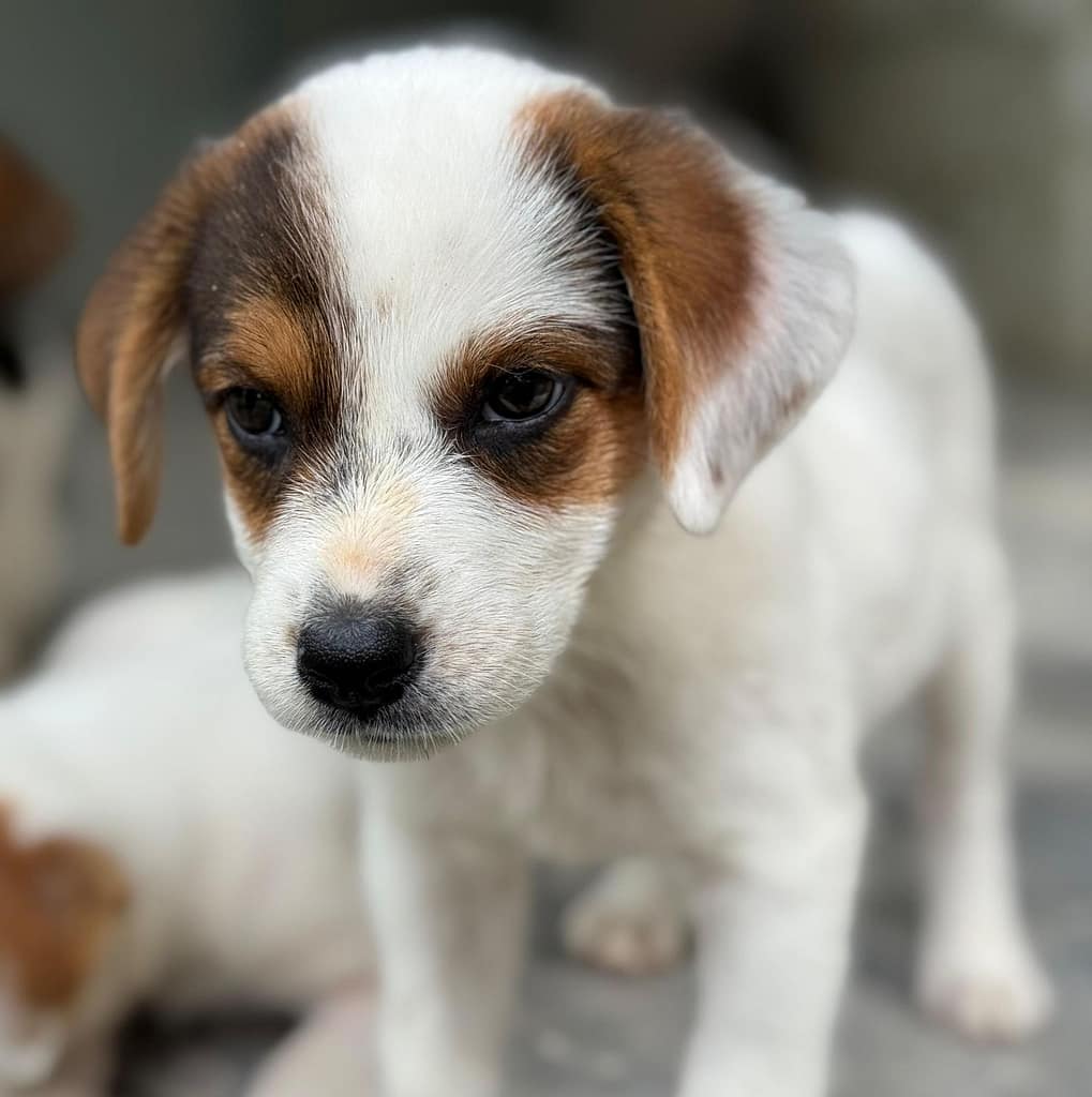 Puppy Cassidy looking serious.