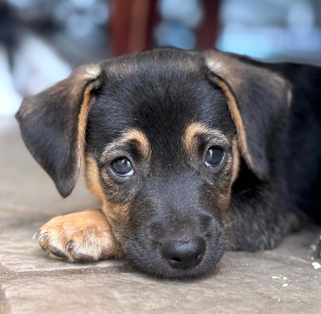 Puppy with head laying on their paw
