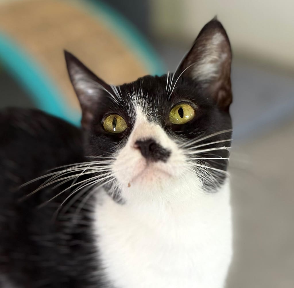 Black and white kitty looking up.