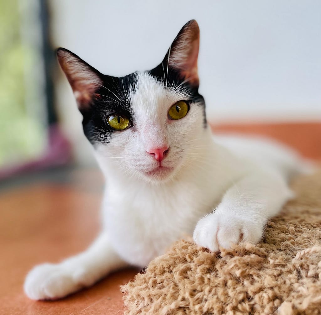 White and black cat gazing at you