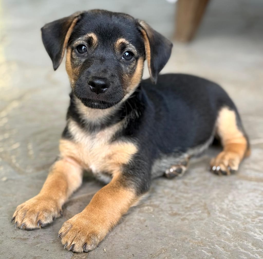 Black puppy with adorable chest markings
