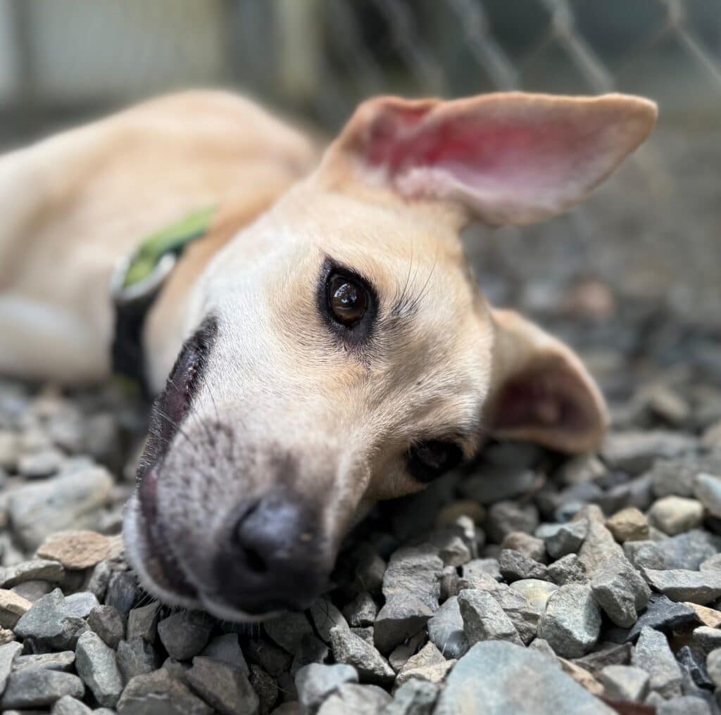 Light color dog resting in the shelter yard