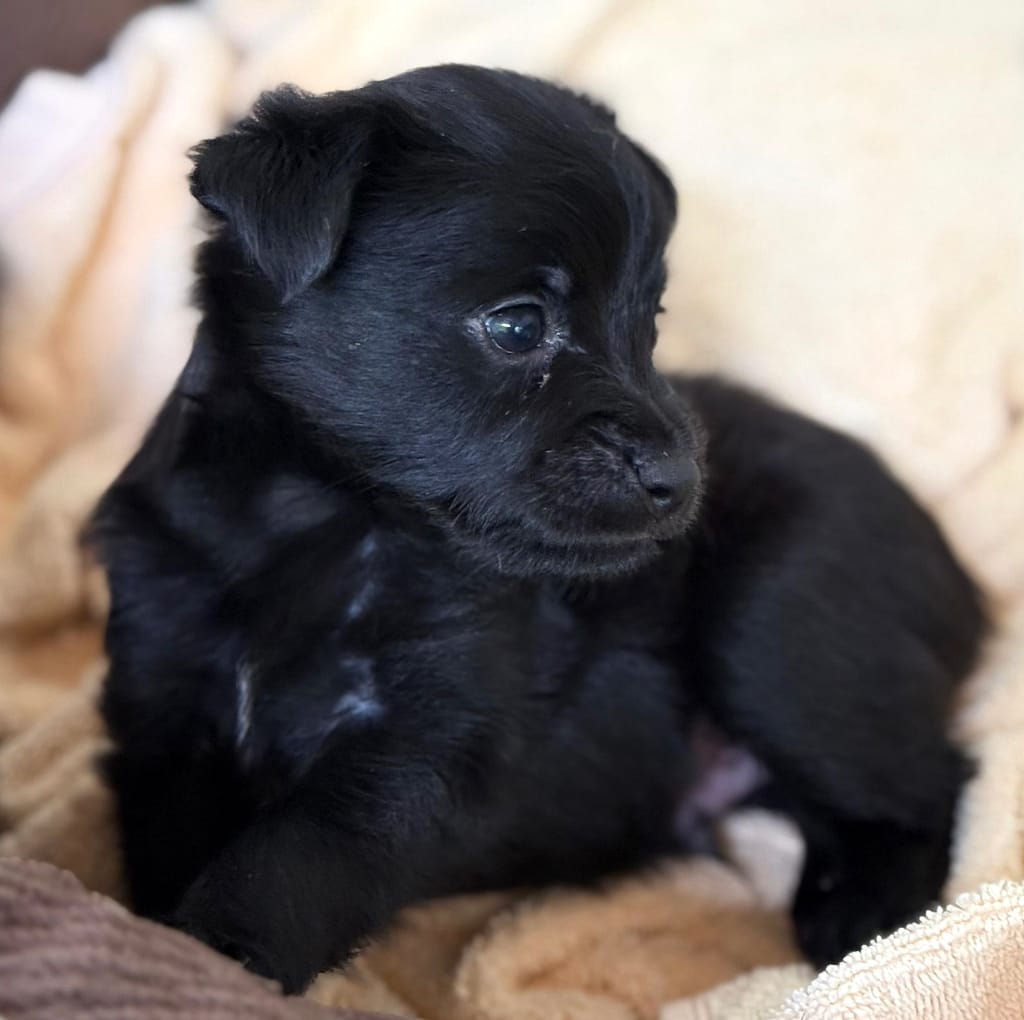 Perrito negro sentado en su lado