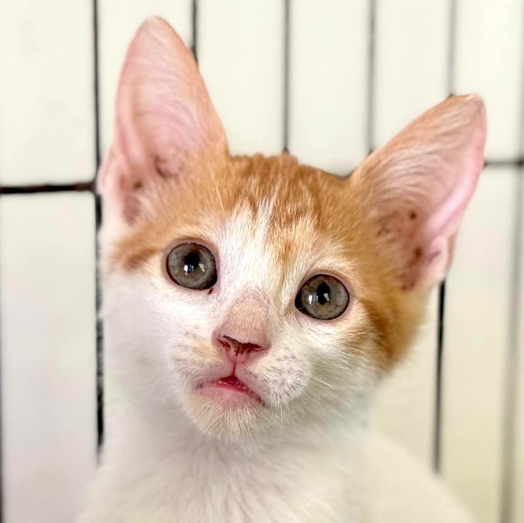 Orange and white tabby kitten