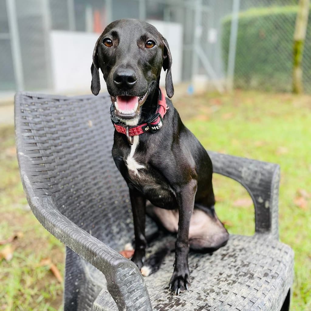 Shelter and Adoptions