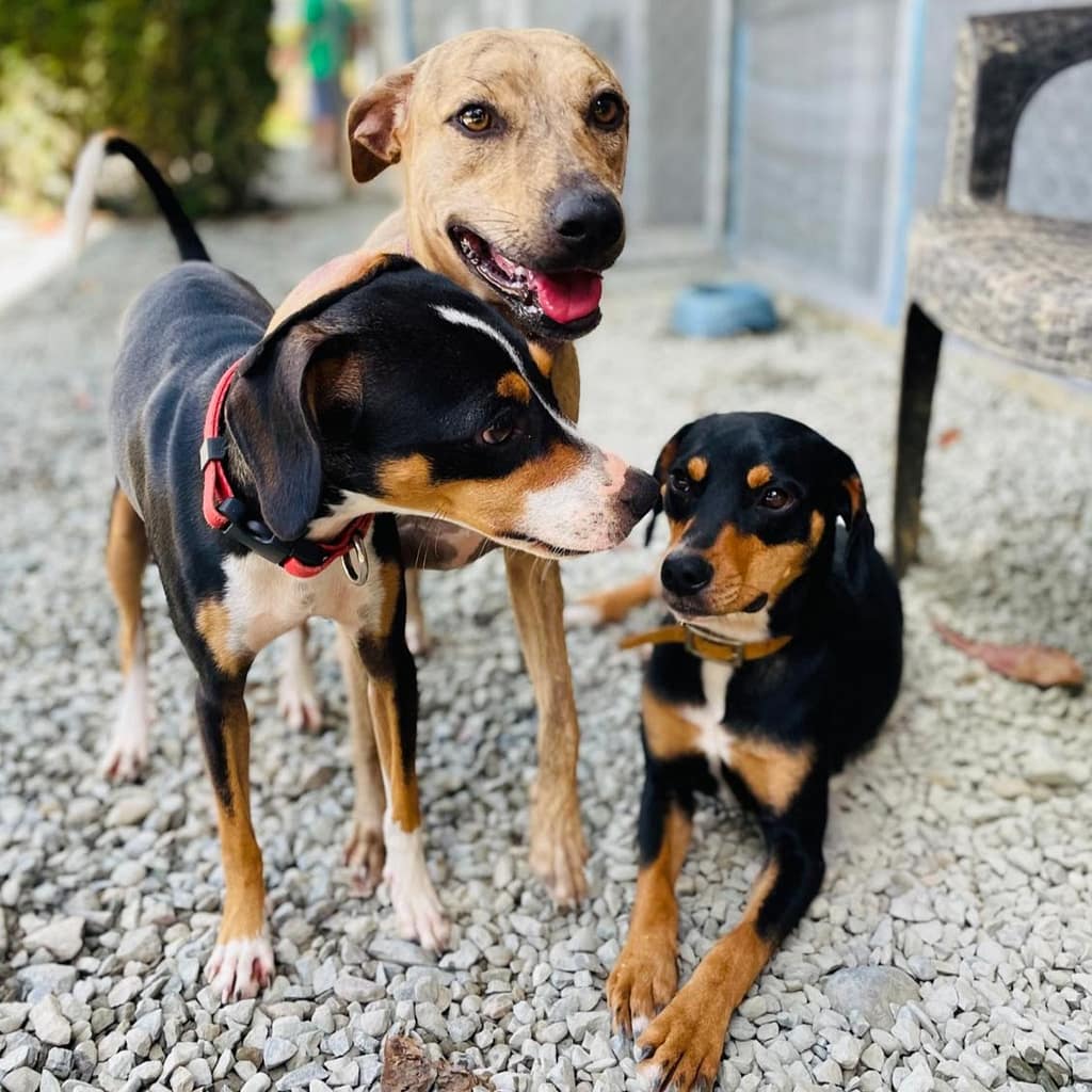 visit el refugio uvita costa rica