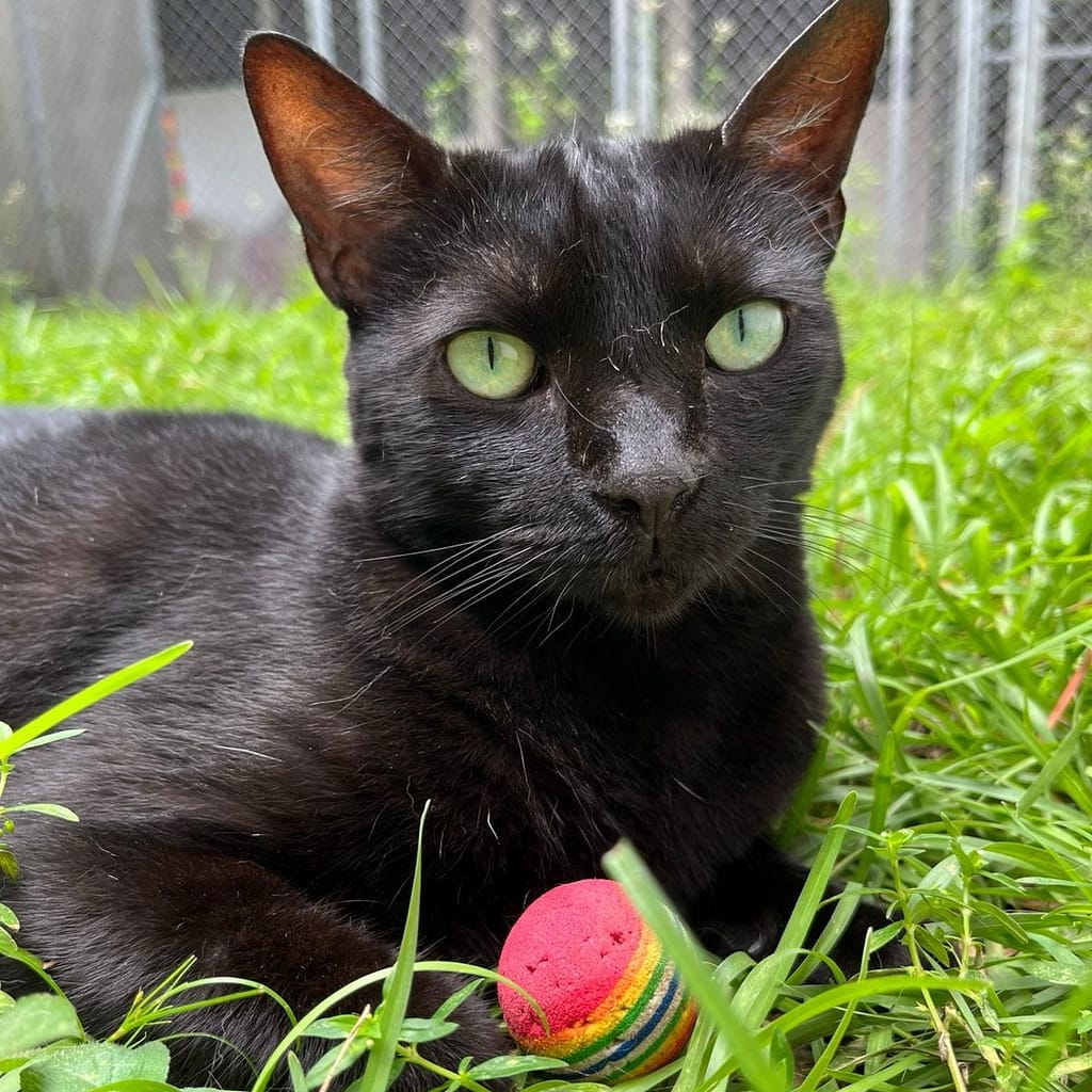 Black cat with emerald green eyes lounging in the cat yard with her red ball