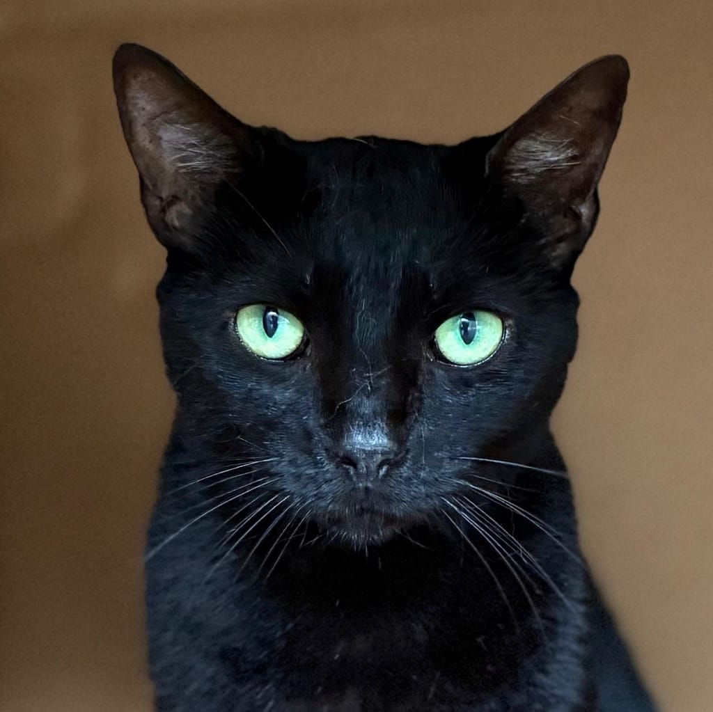 Gorgeous beauty black cat with bright green eyes