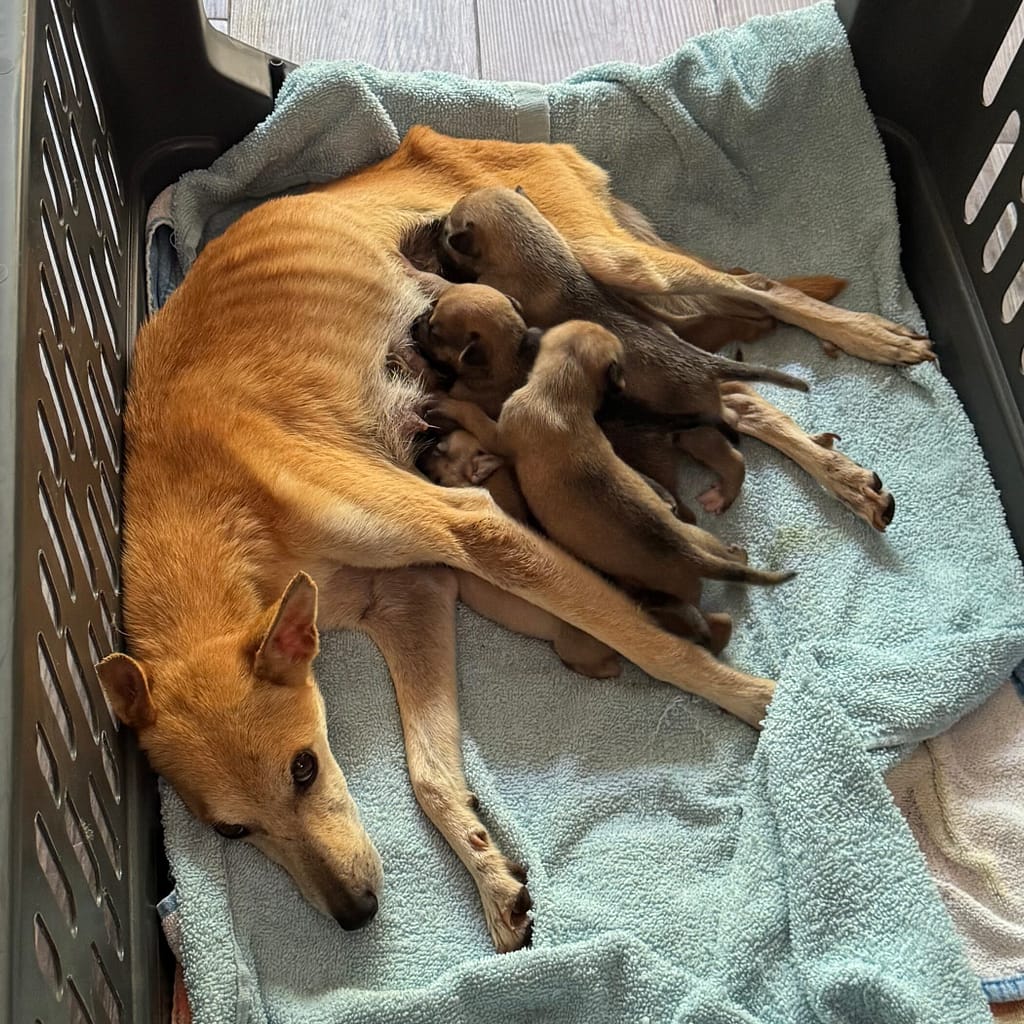 Mama Boruca with her wee babies