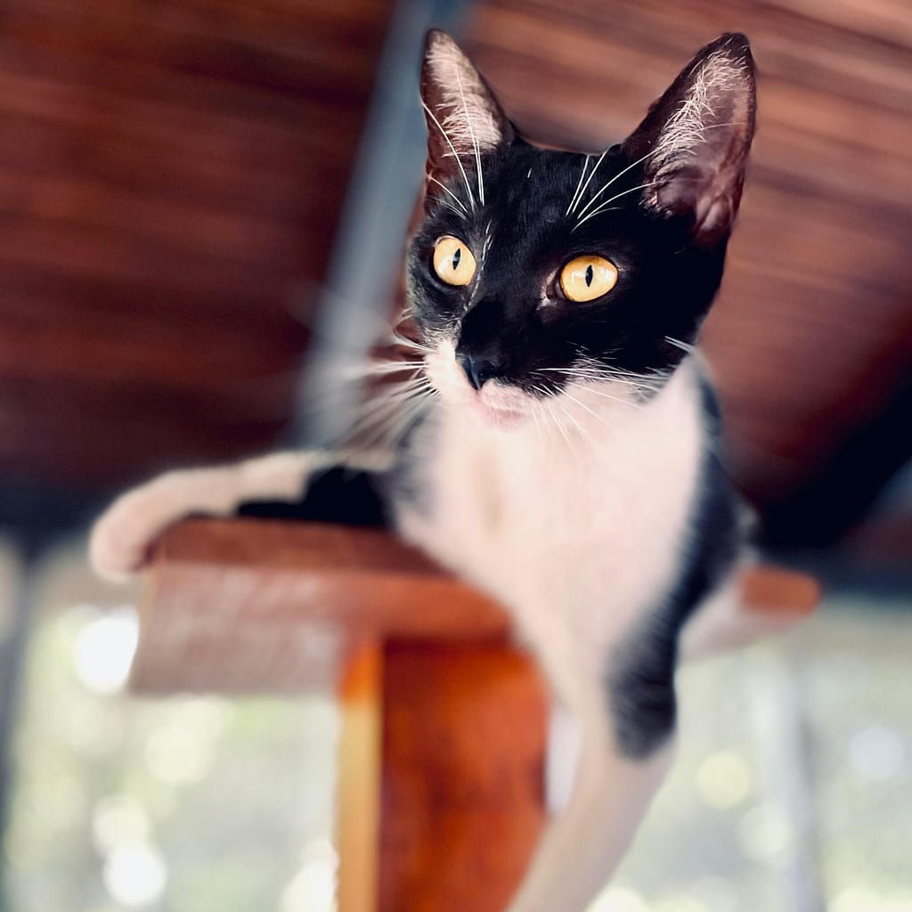 Black and white cat, Polly, hanging around