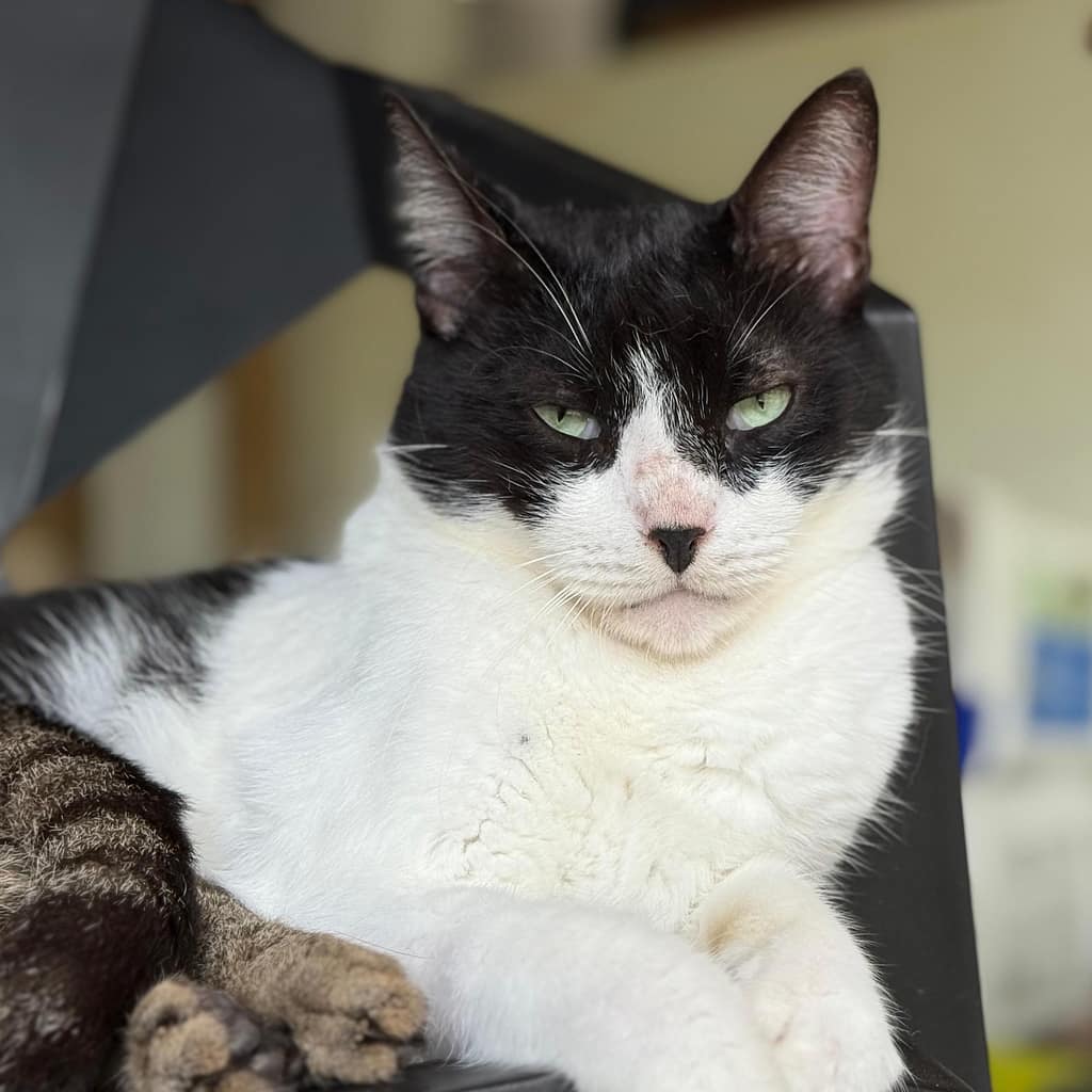 Tuxedo cat with black nose