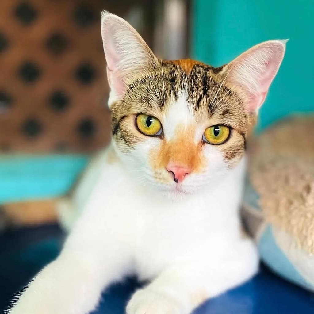 Cat Spitfire chilling