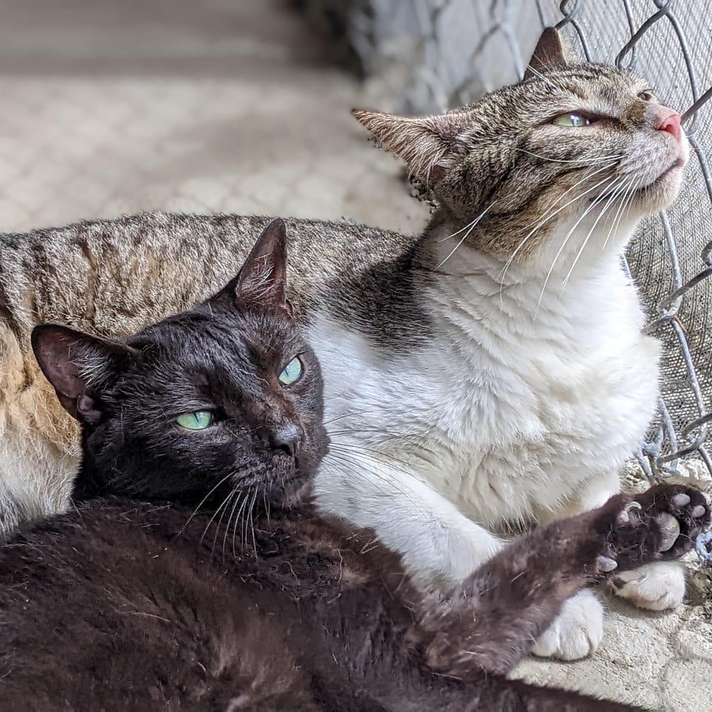 Olga lounging with cat friend Paul