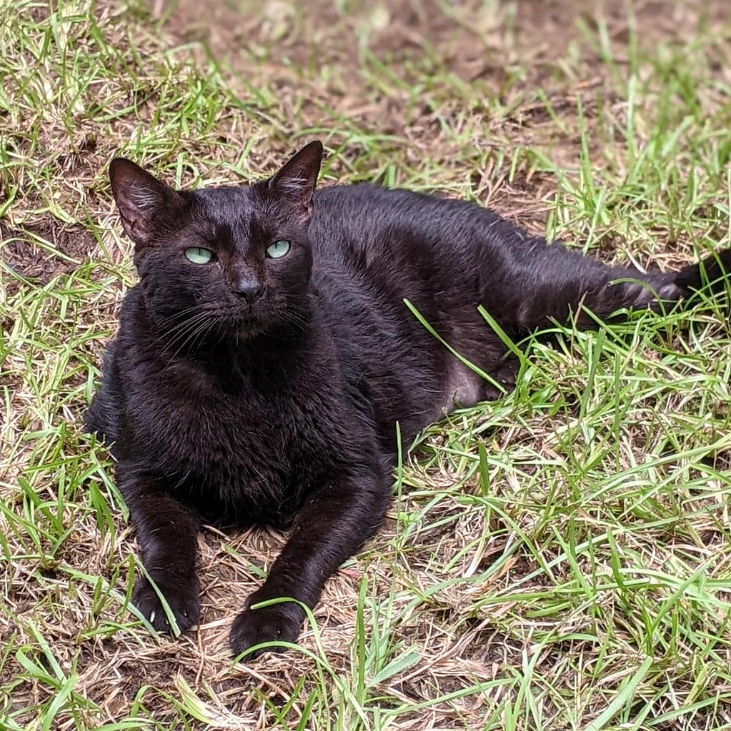 Gorgeous big black cat sunning herself in the grass in the catio at the shelter