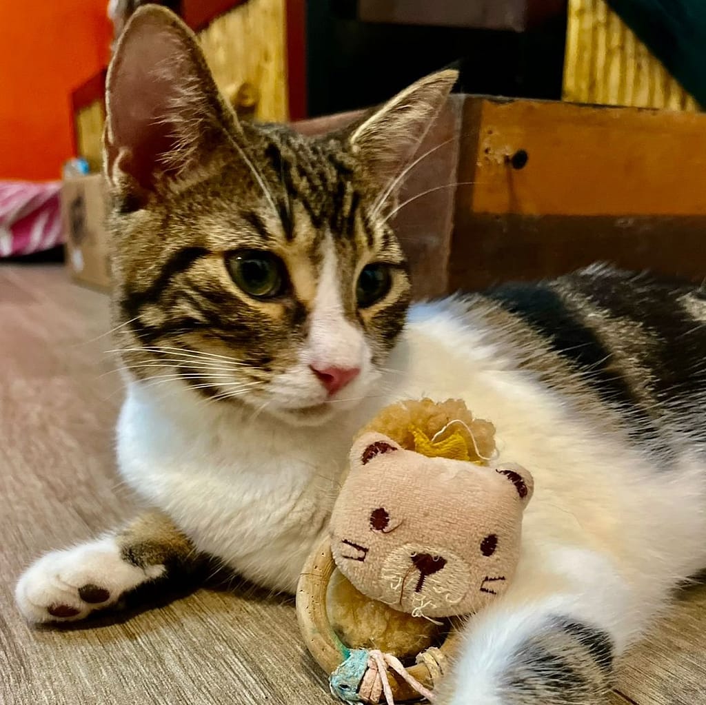 White and tabby cat with toy
