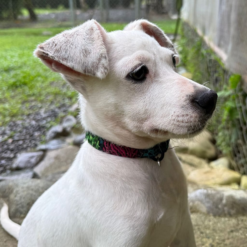 Puppy Gollum in the shelter yard looking perky