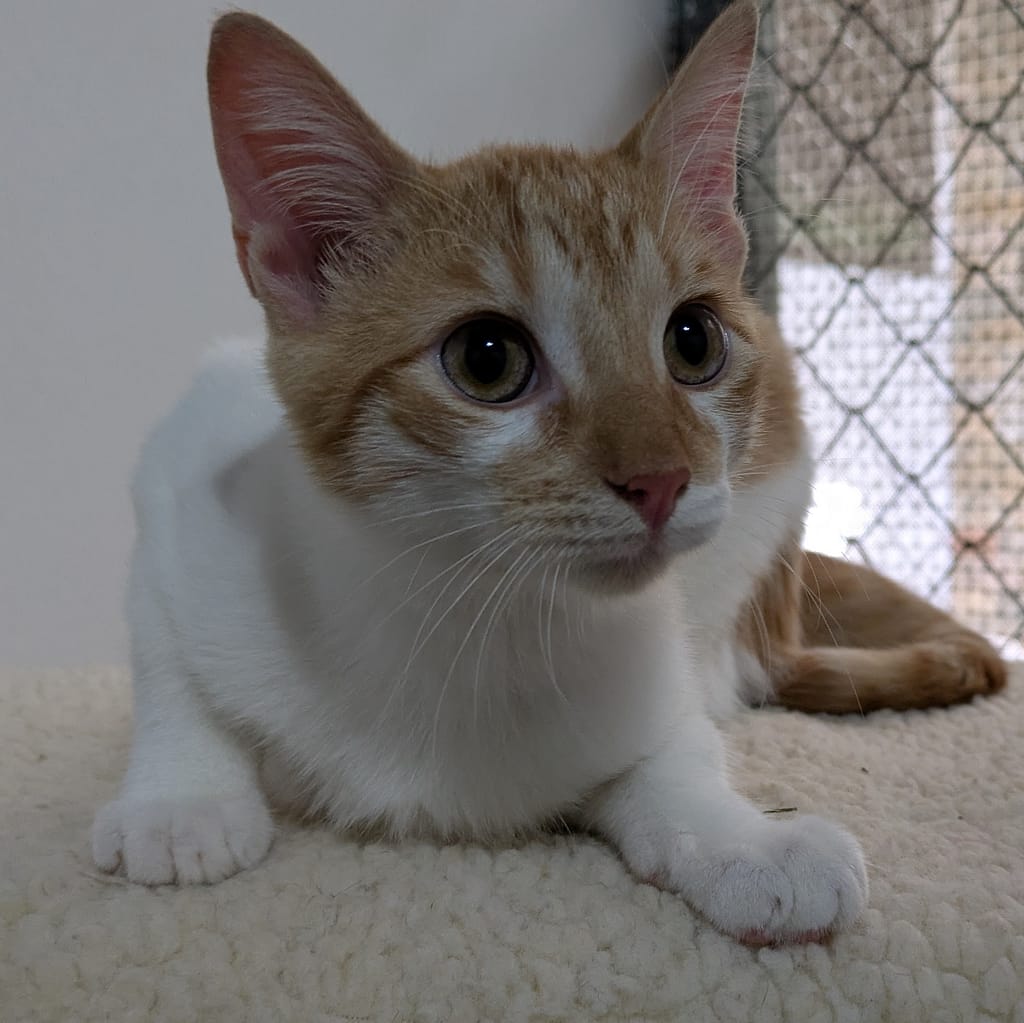 Bright eyed kitten Silvestre