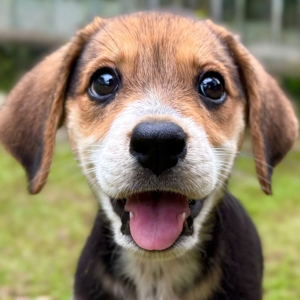 Brown and white faced puppy with her pink tongue showing.