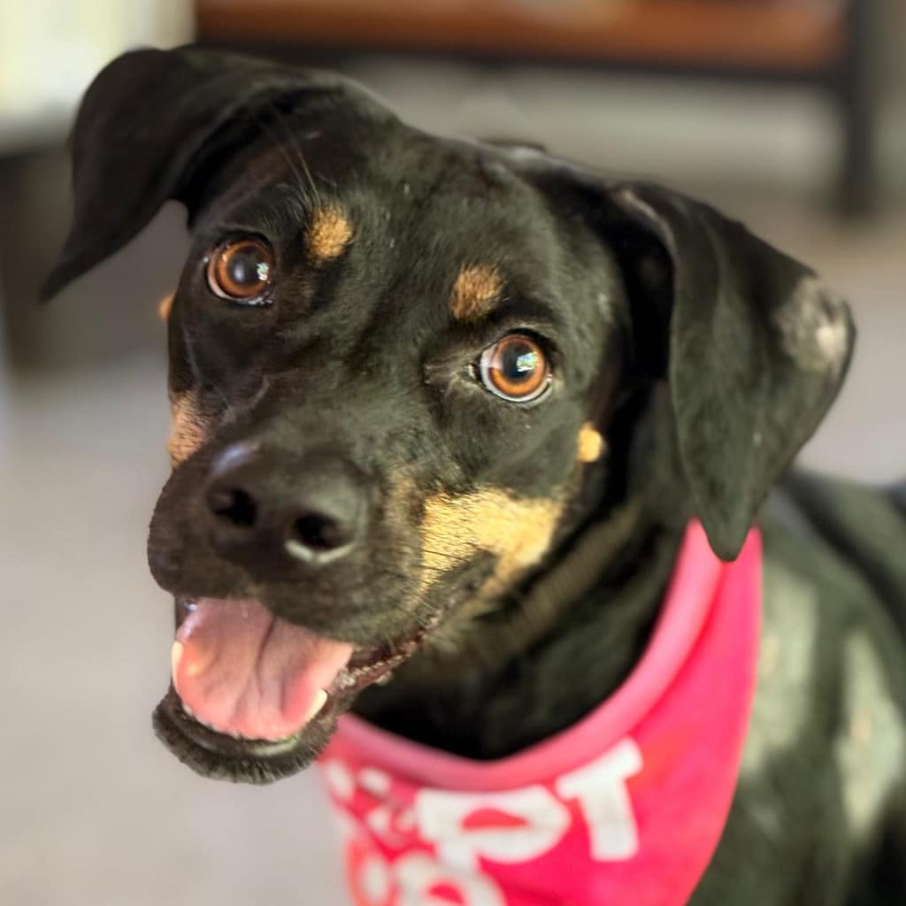 Adorable black dog with tan markings