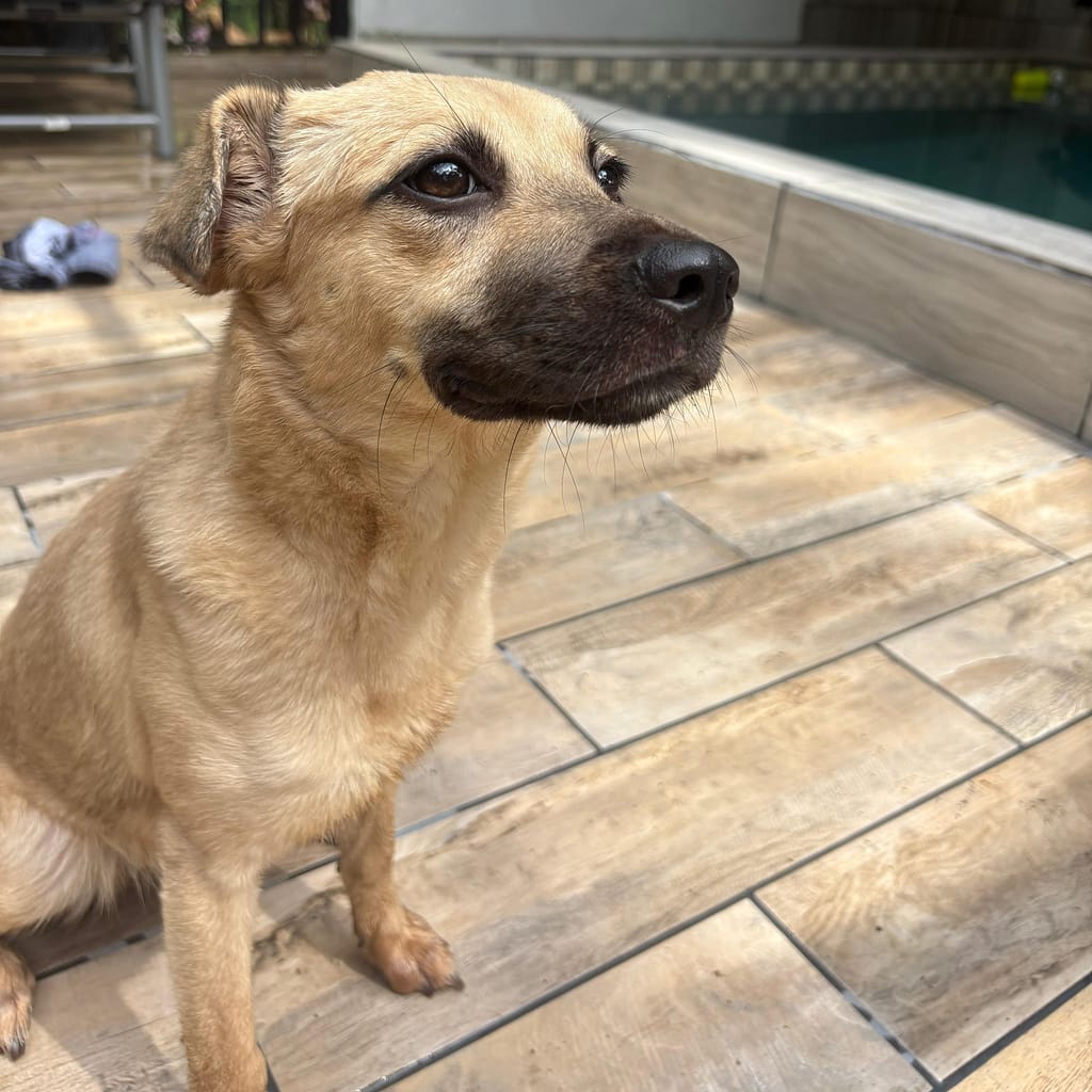 Puppy Stitch sitting up by the pool