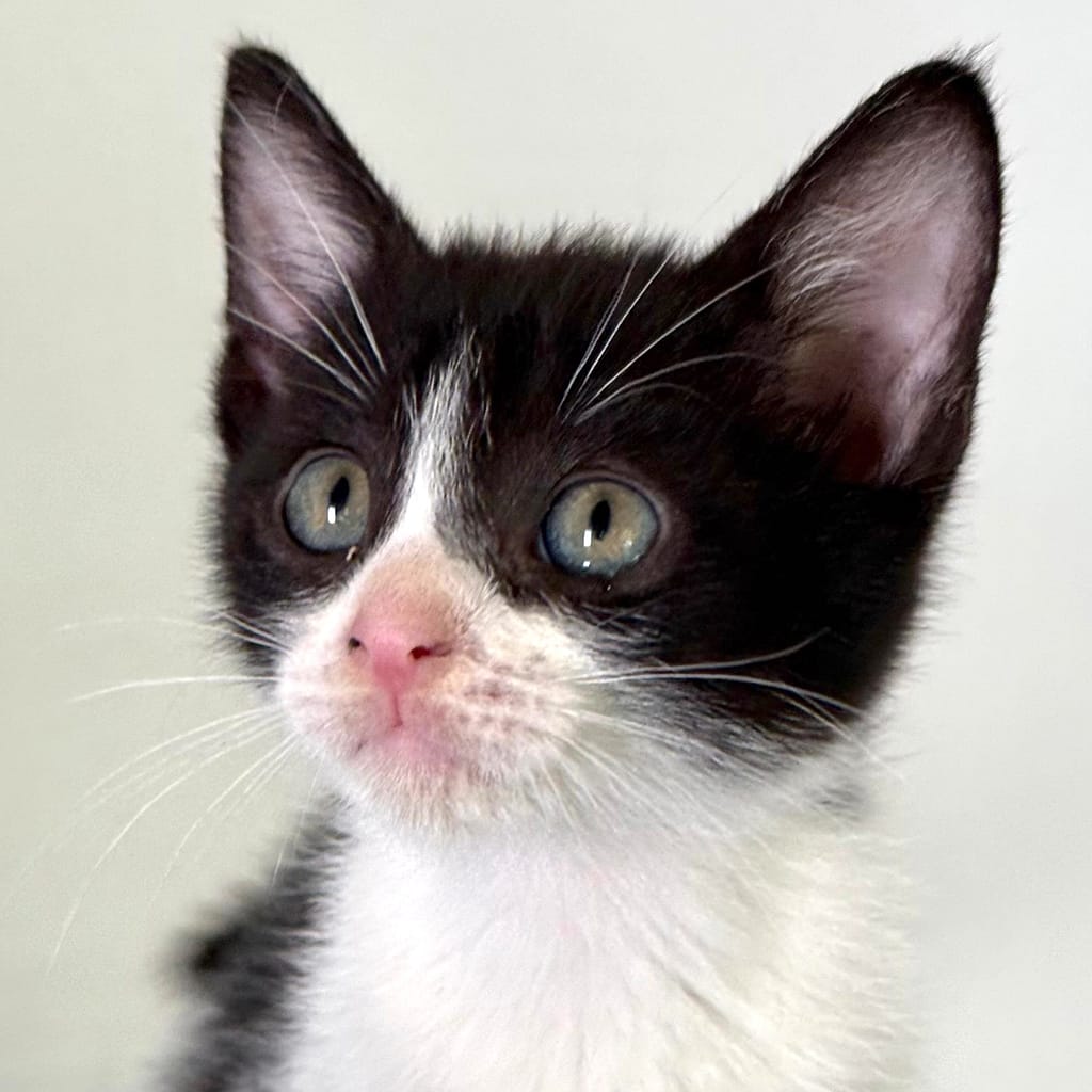 Black and white cat with pink nose.