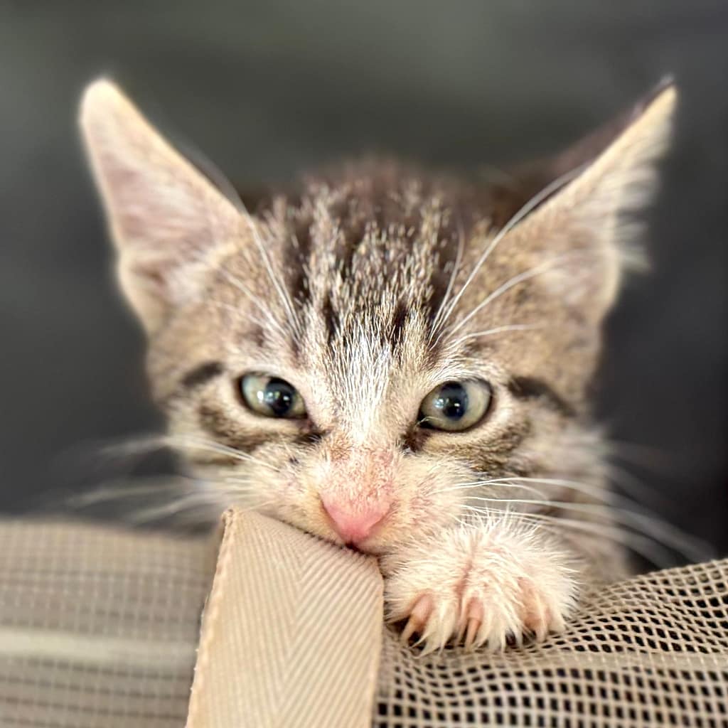 Grey tabby kitten chowing on a cord