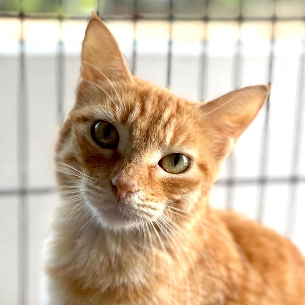 Yellow tabby tilting her head.