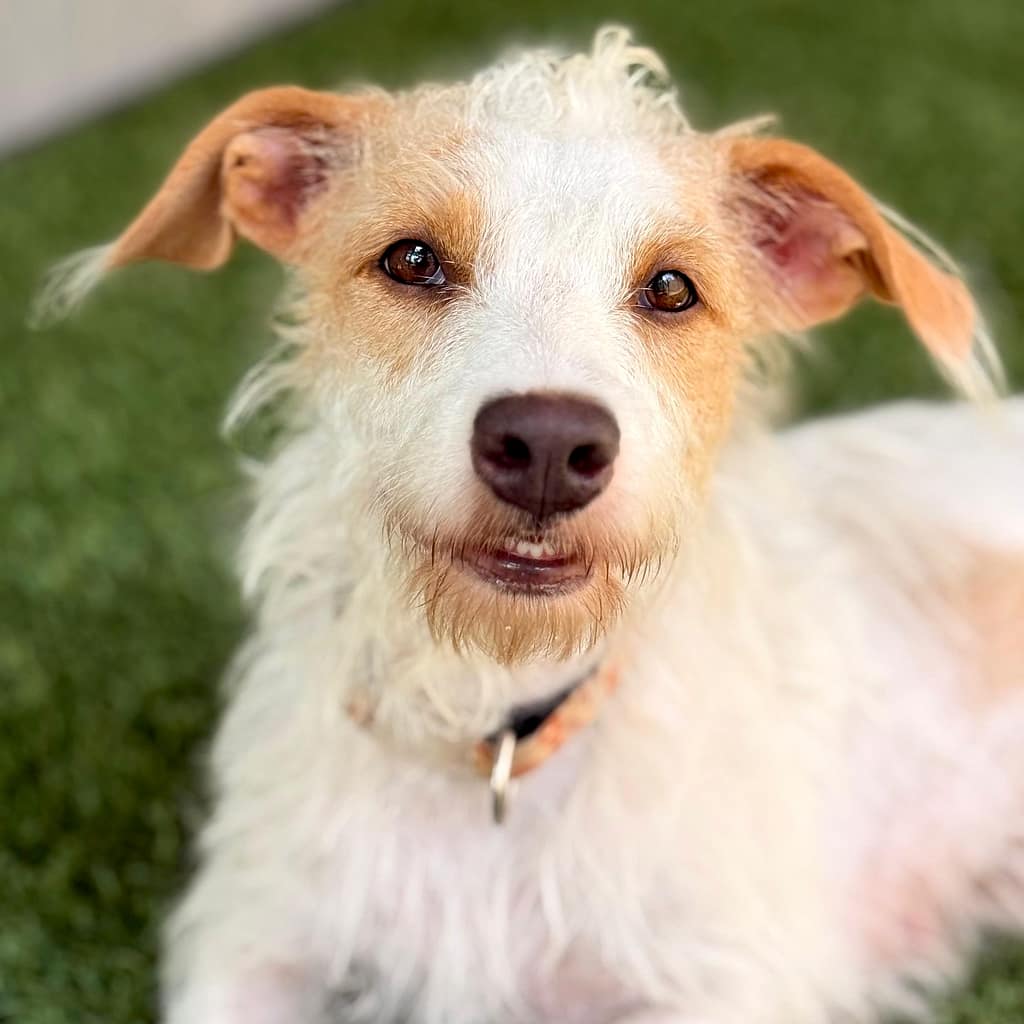 Perro blanco escrupuloso con orejas bronceadas