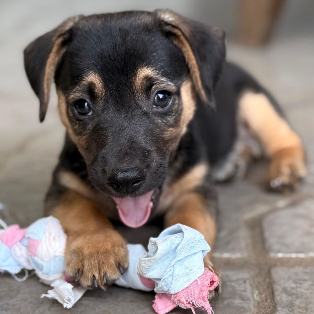Black puppy with brown markings chewing on a toy