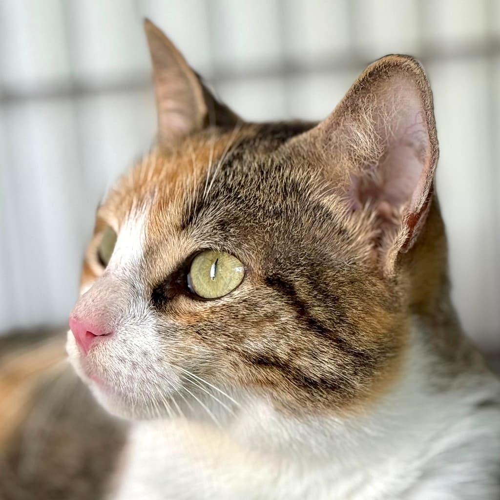 Orange, gray, and white calico cat with green eyes