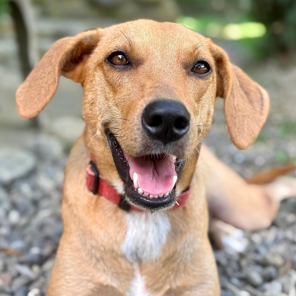 Happy golden dog with pink tongue