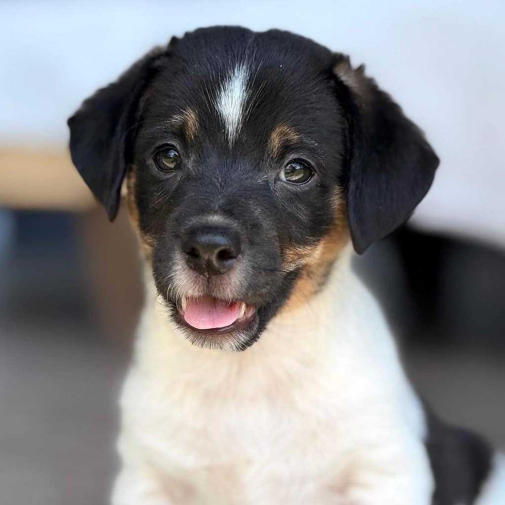 White puppy with black face with white stripe