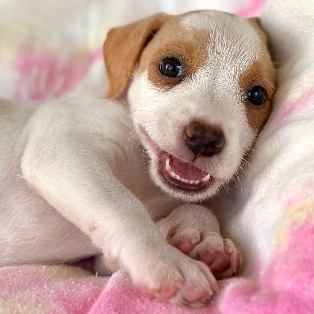 cachorro blanco con orejas y ojos bronceados y una sonrisa rosa