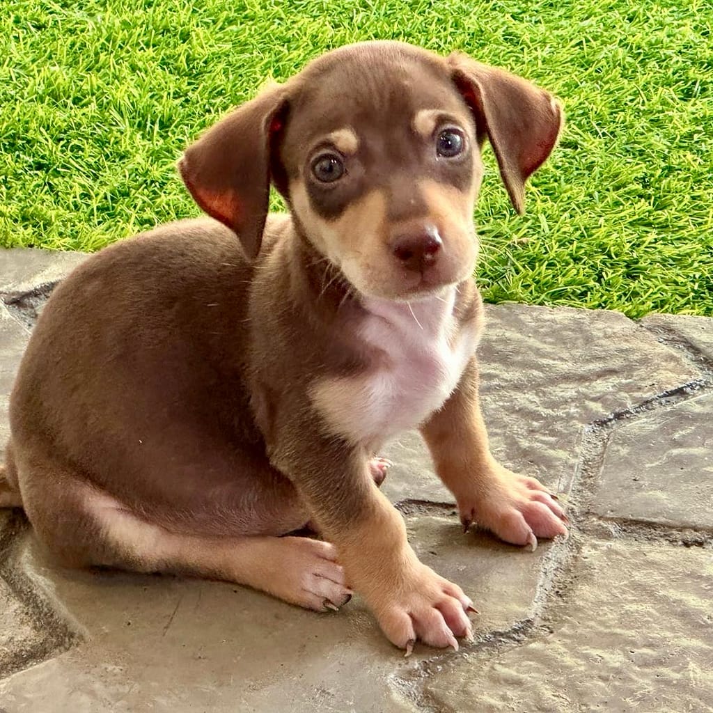 Brownie