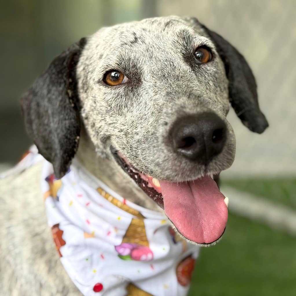 Adorable white dog with black speckles and black ears.
