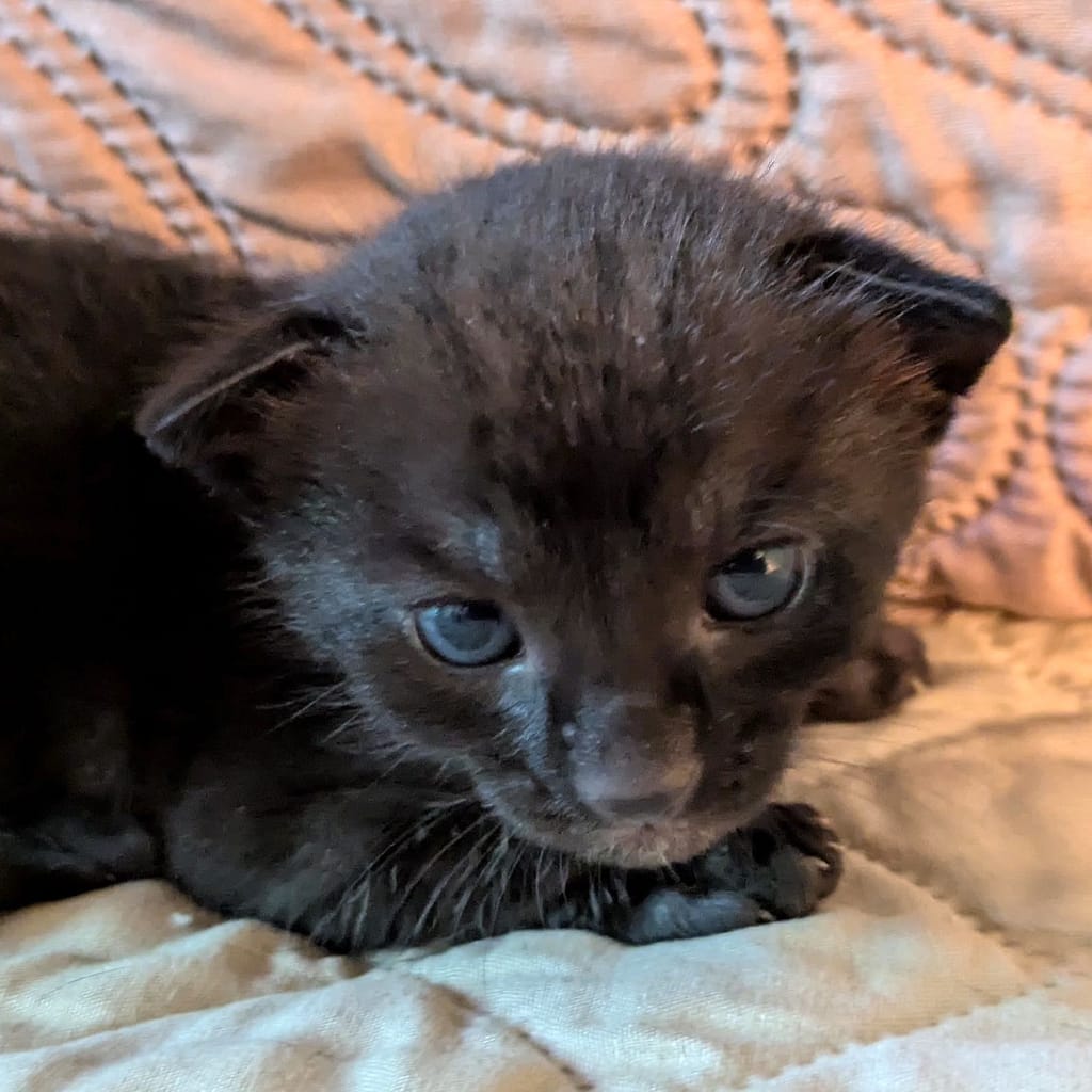 Tiny black kitten