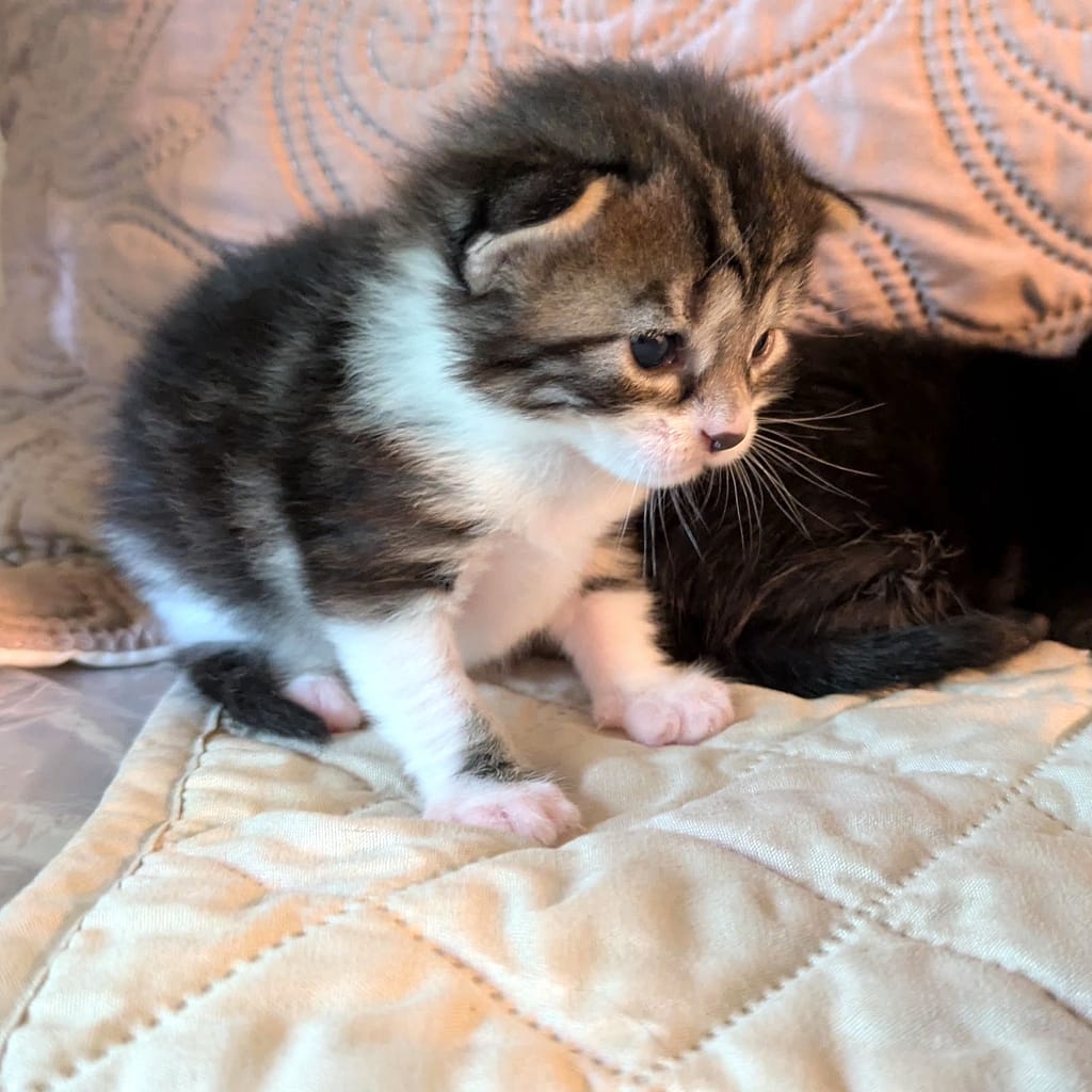 Tiny dark gray tabby