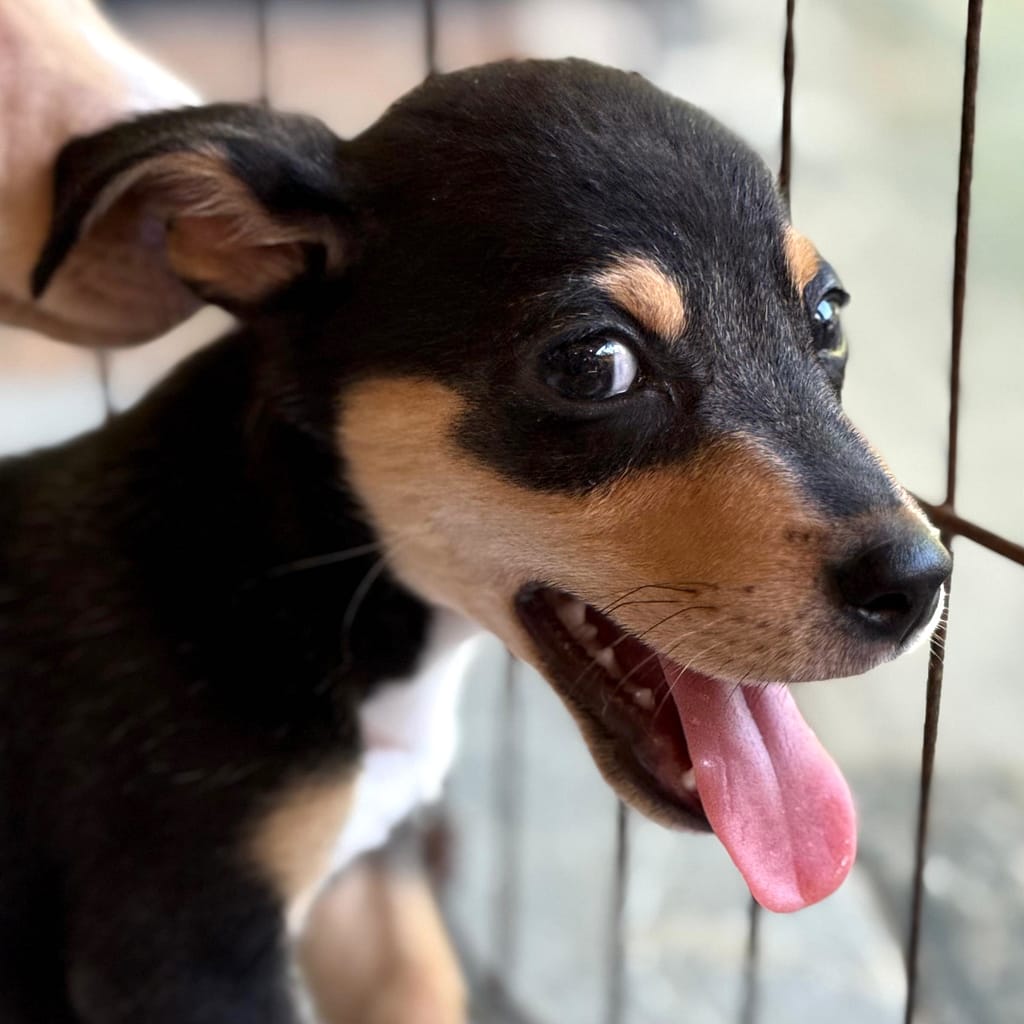 Perrito negro sonriendo con lengua rosa