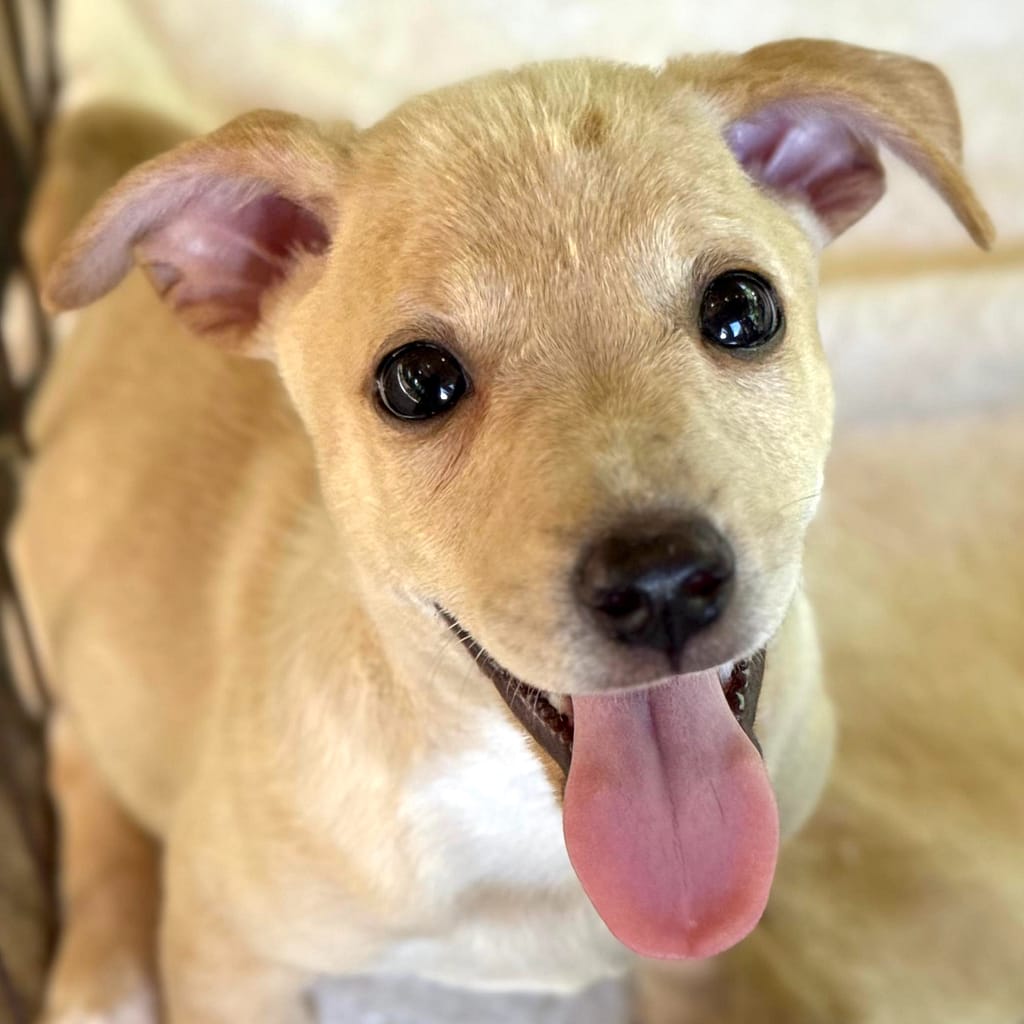 Cute blond puppy with a pink tongue ticking out