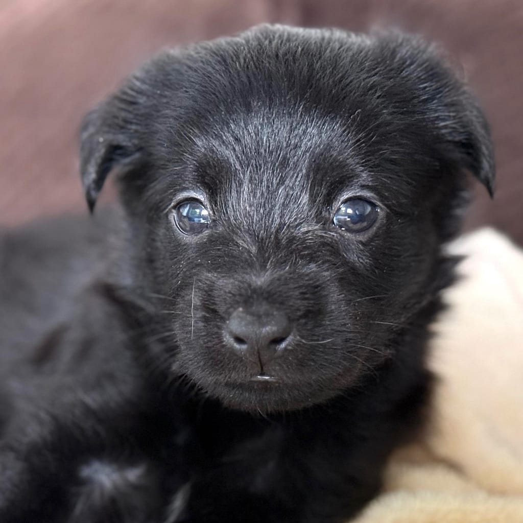 Perrito negro mirando la cámara
