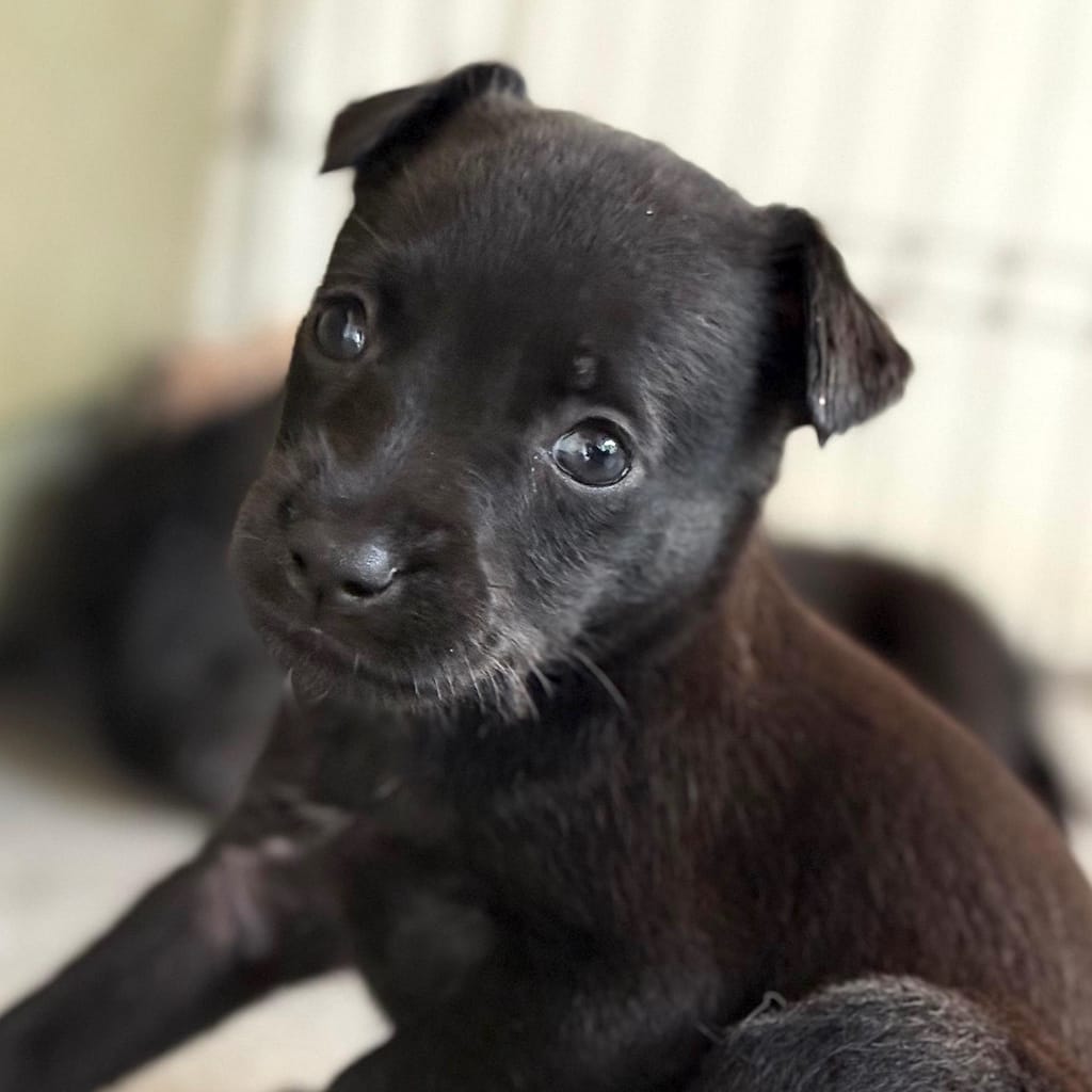 Pequeño cachorro negro