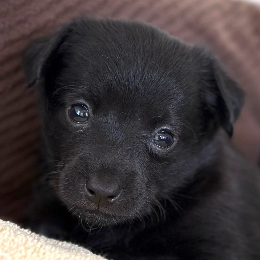 cachorro negro con ojos oscuros