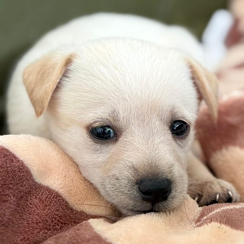 Tiny golden puppy