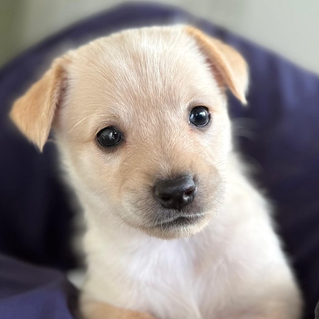 Perrito de oro